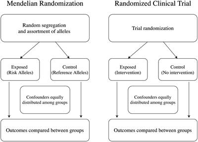 Mendelian Randomization in Stroke: A Powerful Approach to Causal Inference and Drug Target Validation